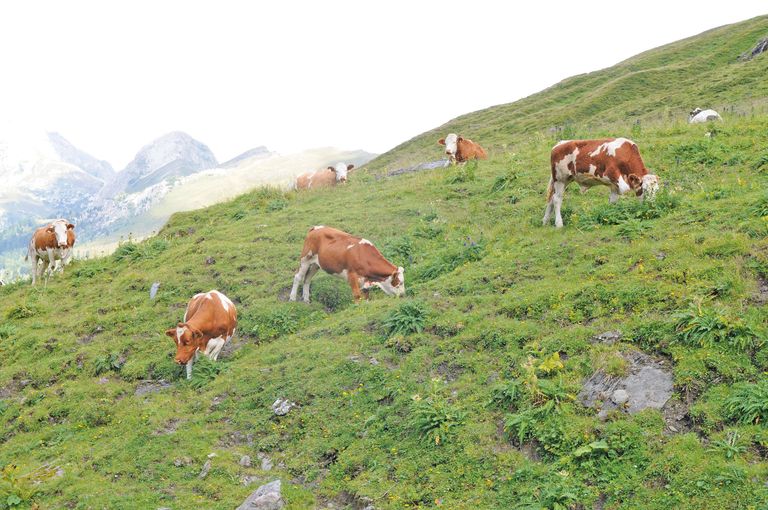 Meldefristen für  Almmeldungen im Blick haben.jpg © Dürnberger