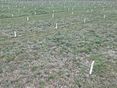 Seedmixversuch © Egger