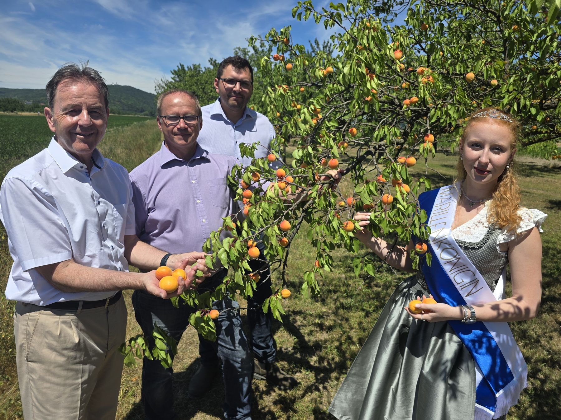 Marillenernte in Kittsee gestartet.jpg © LKBgld_Tesch-Wessely