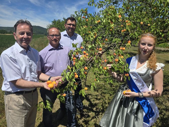 Marillenernte in Kittsee gestartet.jpg © LKBgld_Tesch-Wessely