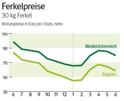 NÖ: Ausblick auf den Ferkelmarkt im Juli 2026 © LK NÖ
