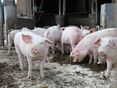 Bioschweinemast © Paula Pöchlauer-Kozel/LK Niederösterreich