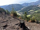Waldbrandfläche.jpg © Nikolaus Bellos/LK Niederösterreich