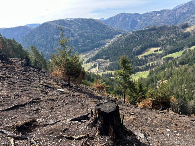 Waldbrandfläche.jpg © Nikolaus Bellos/LK Niederösterreich