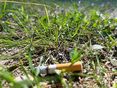 Zigarette Waldbrand © Nikolaus Bellos/LK Niederösterreich