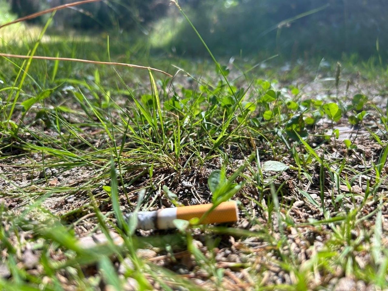 Zigarette Waldbrand.jpg © Nikolaus Bellos/LK Niederösterreich
