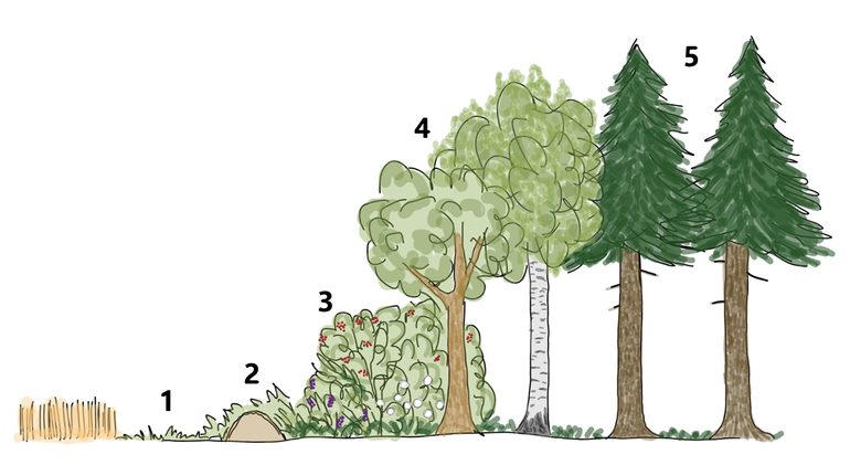 Abbildung 1_Stufen eines Waldrandes.png © Susanna Teufl/LK Niederösterreich