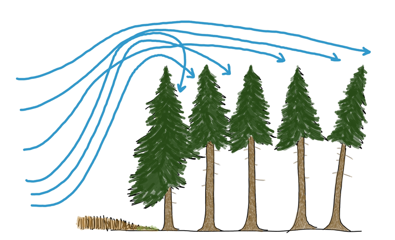 Abbildung 3: Windverhältnisse bei nicht vorhandenem Waldrand.png © LK Niederösterreich