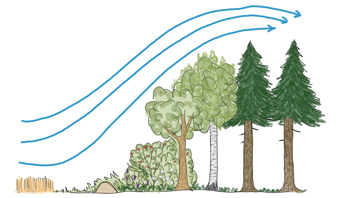 Abbildung 2: Windverhältnisse bei vorhandenem Waldrand.png © LK Niederösterreich