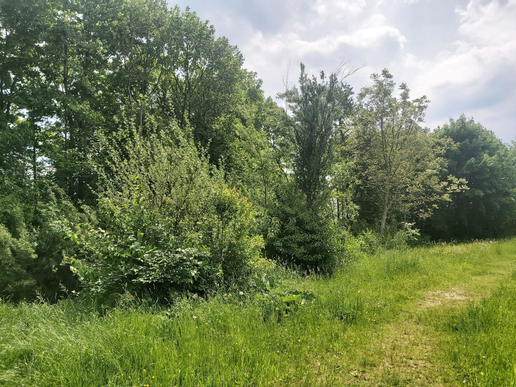 Waldrand.jpg © LK Niederösterreich