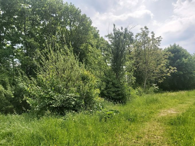 Waldrand.jpg © LK Niederösterreich