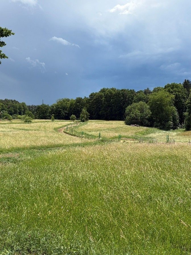 Neuangelegte Agroforststreifen als Strukturelement (c) Winkler.jpg © LKBgld_Winkler