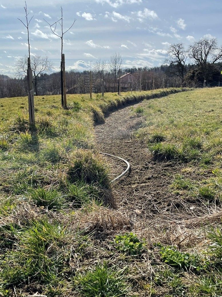 Neuangelegte Agroforststreifen mit Erosionsrinne (c) Winkler.jpg © LKBgld_Winkler