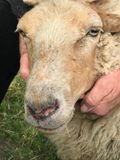 Schaf mit Schwellungen im Kopfbereich. © Dr. Mark Holsteg, LWK Nordrhein-Westfalen