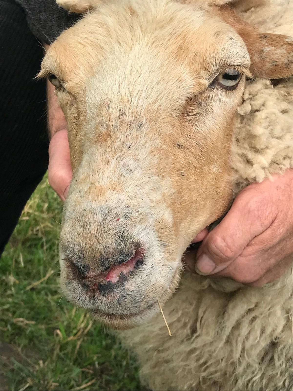 Schaf mit Schwellungen im Kopfbereich. © Dr. Mark Holsteg, LWK Nordrhein-Westfalen