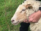 Schaf mit Schwellungen im Kopfbereich. © Dr. Mark Holsteg, LWK Nordrhein-Westfalen