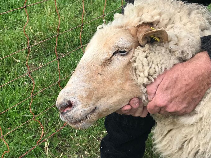 Schaf mit Schwellungen im Kopfbereich. © Dr. Mark Holsteg, LWK Nordrhein-Westfalen