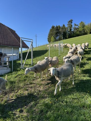 Bild 4 Schafe auf der Weide, privat.jpg © privat