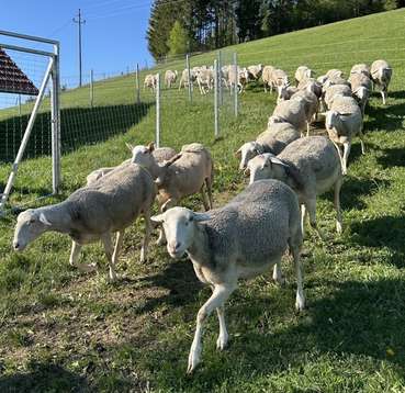 Bild 4 Schafe auf der Weide, privat.jpg © privat