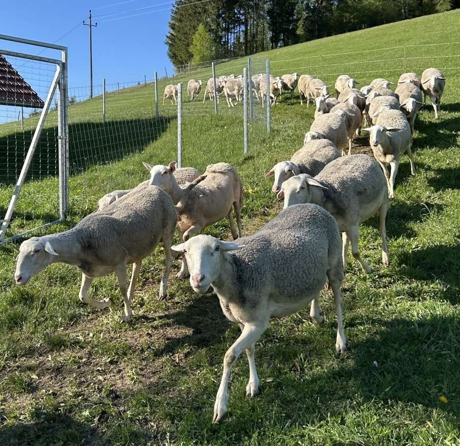 Bild 4 Schafe auf der Weide, privat.jpg © privat
