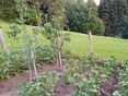 GARTENTIPP_Gutes Wachstum durch Kompost © LK OÖ/Strebl