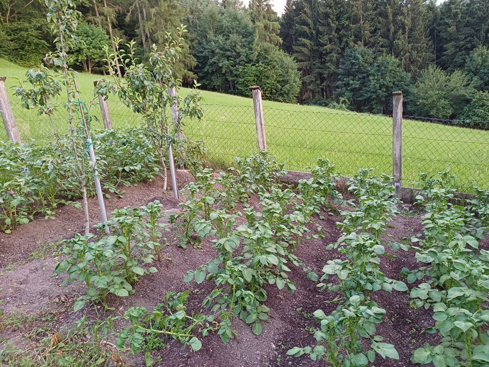 GARTENTIPP_Gutes Wachstum durch Kompost.jpg © LK OÖ/Strebl