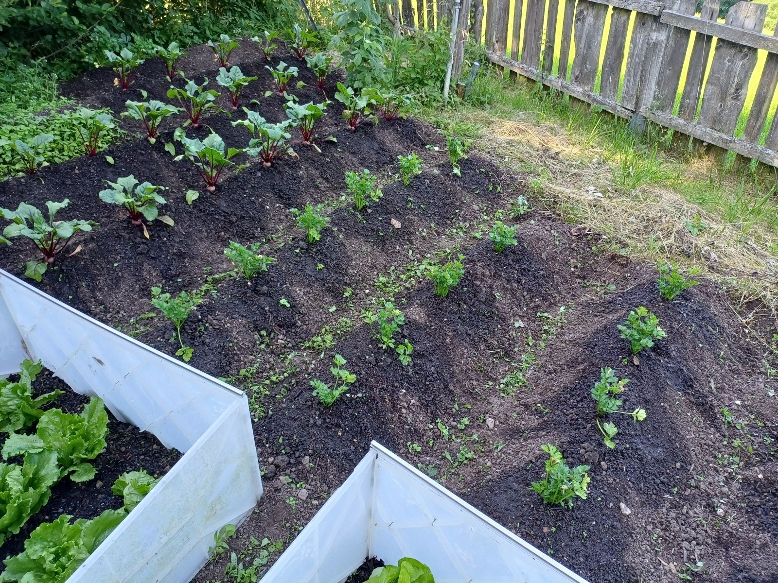 GARTENTIPP_Knollensellerie, Rhonen und Salate gedeihen mit Kompost..jpg © LK OÖ/Strebl