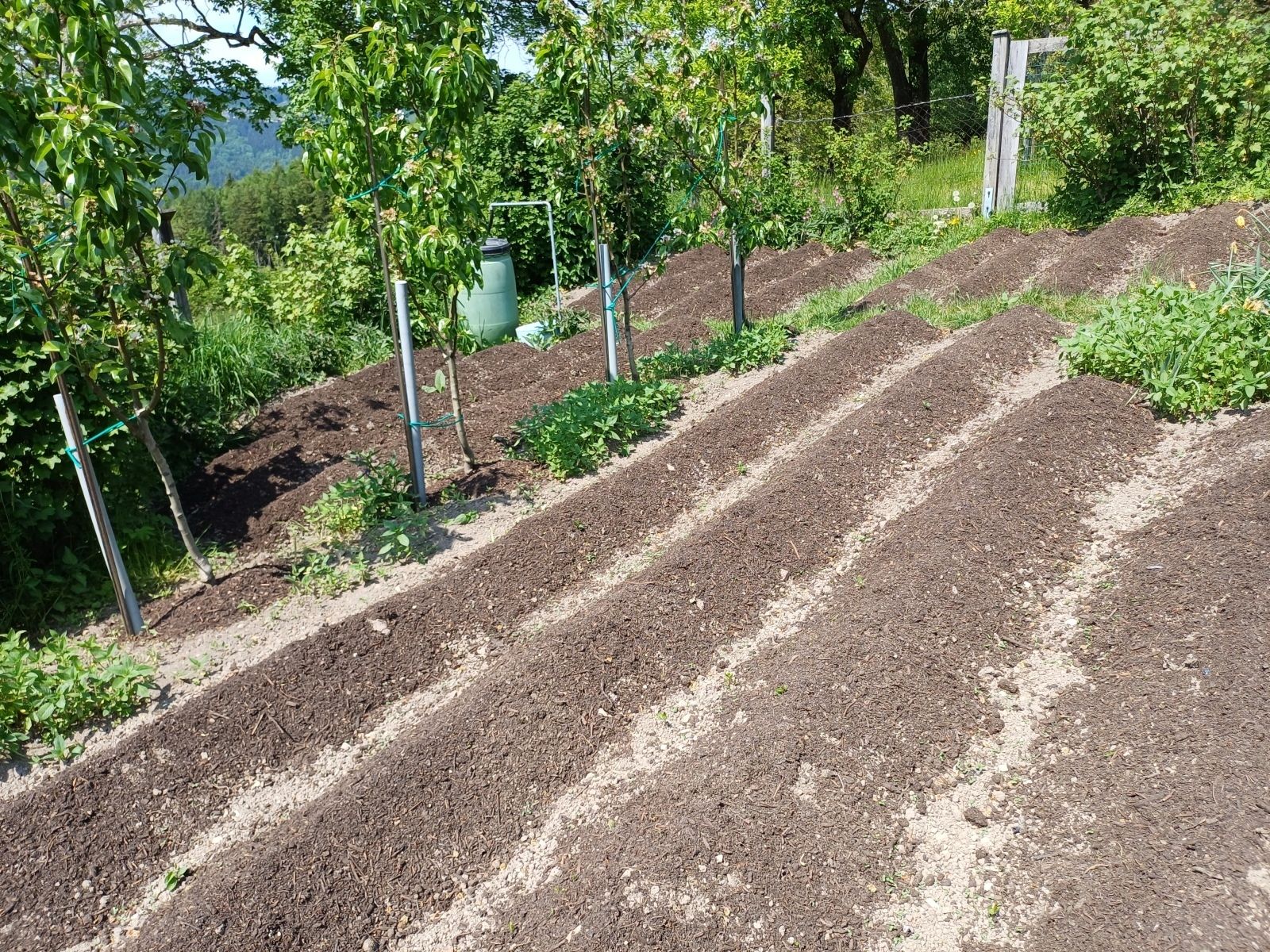GARTENTIPP_Kompost auf die Erdäpfel-und Gemüsedämme.jpg © LK OÖ/Strebl