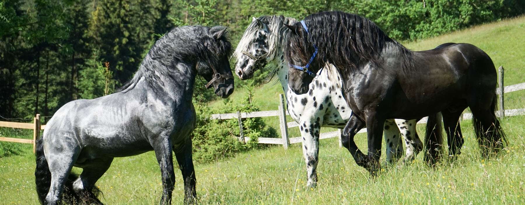 Pferde@Wuzella.jpg © LK Kärnten/Wuzella