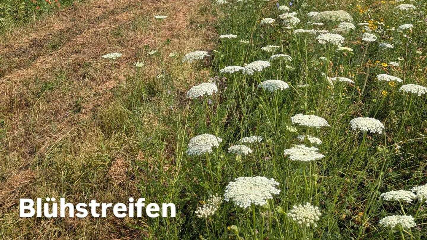 BioNet Versuche in Stadl-Paura, 30. Juni 2026