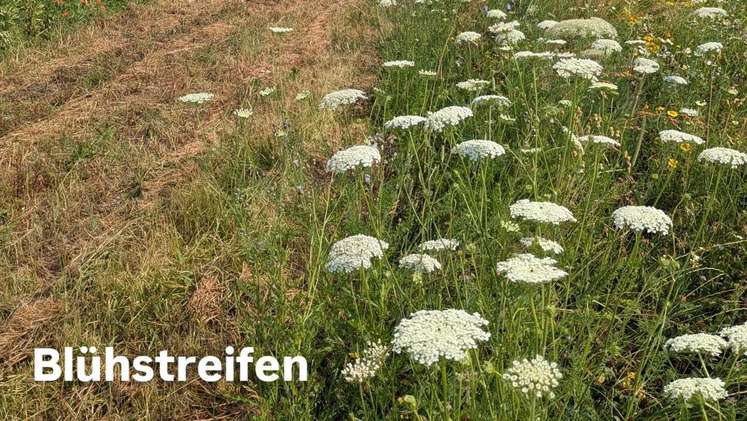 BioNet Versuche in Stadl-Paura, 30. Juni 2026