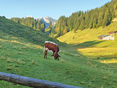 Almauftrieb © Meinhart