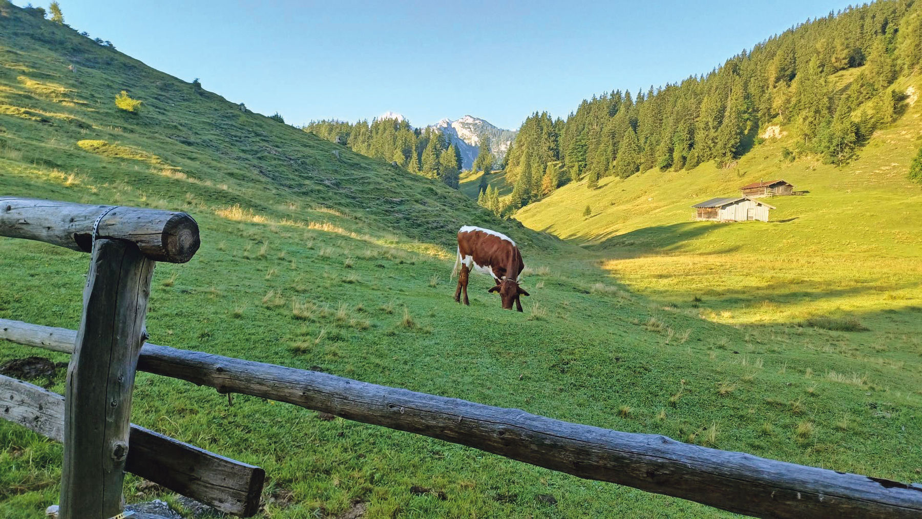 Almauftrieb.jpg © Meinhart