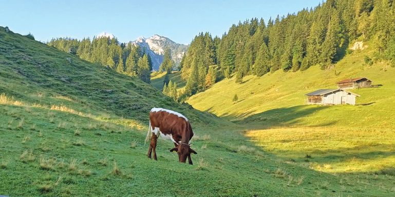 Almauftrieb © Meinhart
