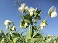 Sommererbse_TIPP © BWSB