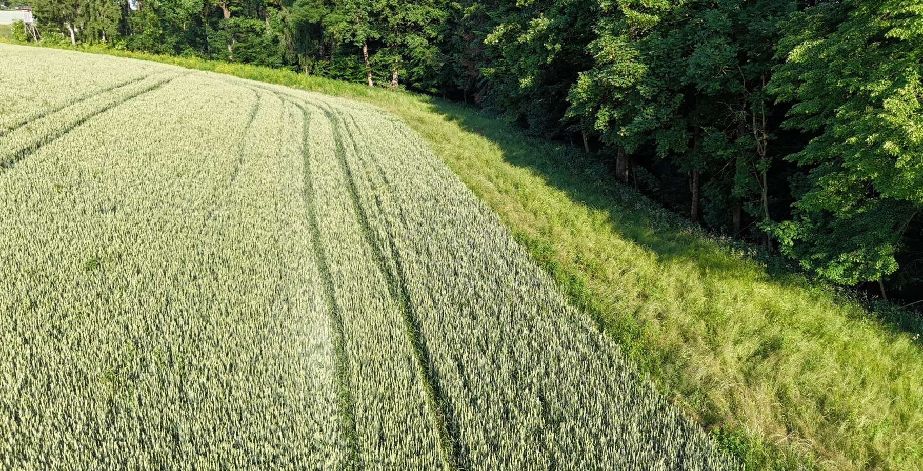 Grünbrache am Waldrand.jpg © LK OÖ/Mandl