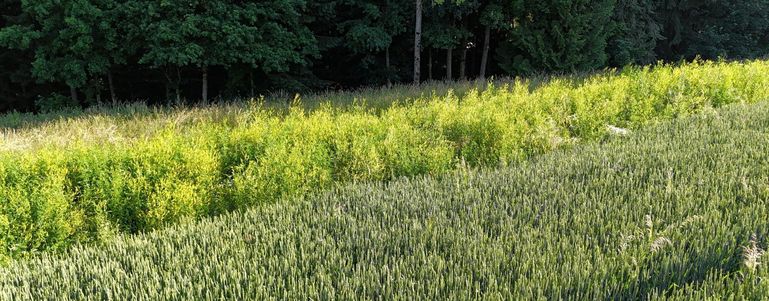 Grünbrache © LK OÖ/Mandl