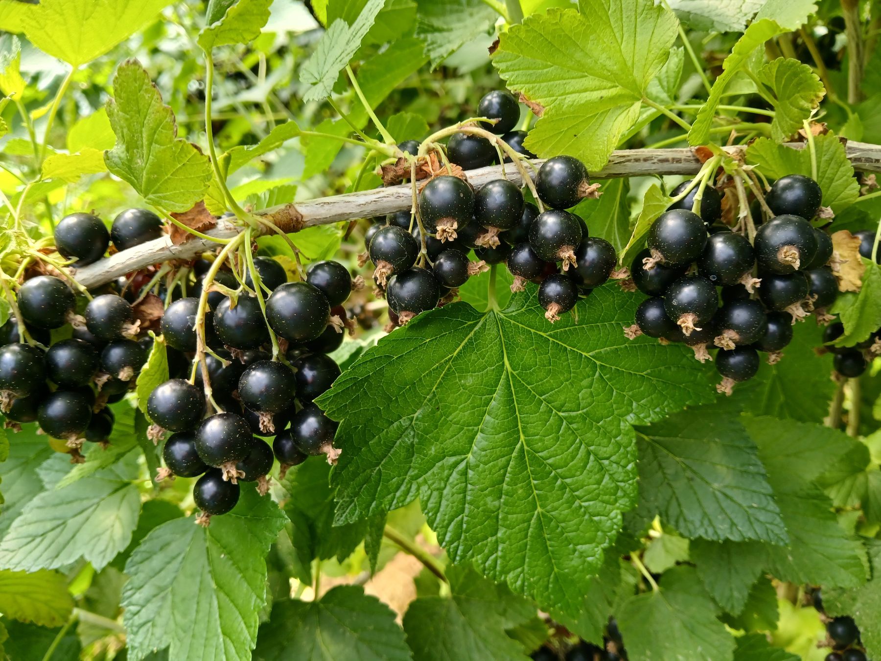 schwarze Johannisbeeren.jpg © LK Steiermark
