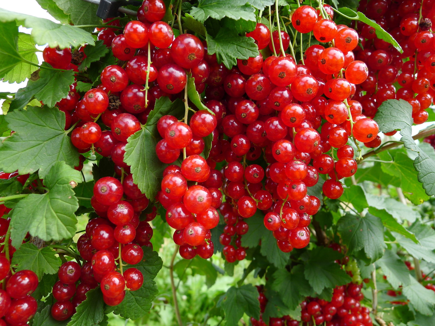 rote Johannisbeeren.jpg © LK Steiermark