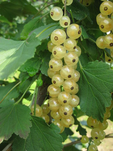 weiße Johannisbeeren.jpg © LK Steiermark