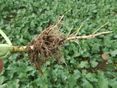 Raps_Wurzel © BWSB/Wallner