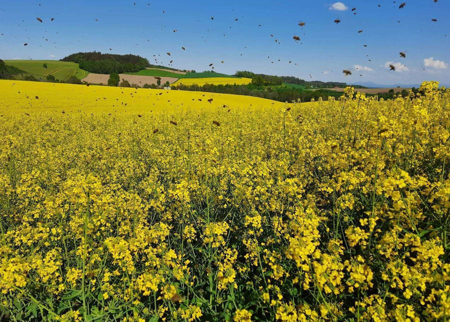 Rapsblütenfelder bieten Honigbienen im Frühjahr reichlich Nektar und Pollen. .jpg © Lanzer