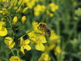 Honigbienen brauchen Raps und Landwirte die Honigbienen als Bestäuber. Copyright_ Frühwirth © Frühwirth