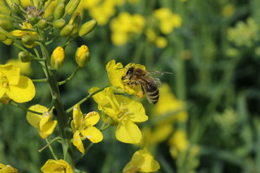 Honigbienen brauchen Raps und Landwirte die Honigbienen als Bestäuber. Copyright_ Frühwirth.jpg © Frühwirth