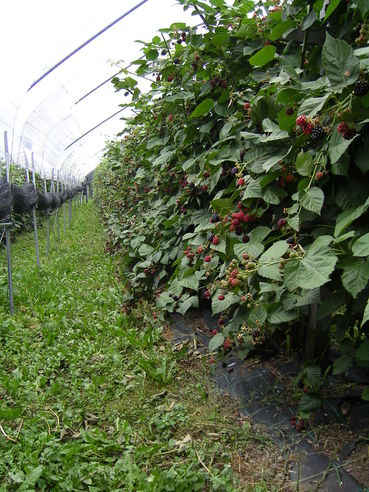 Brombeeren mit Witterungsschutz.jpg © LK Steiermark