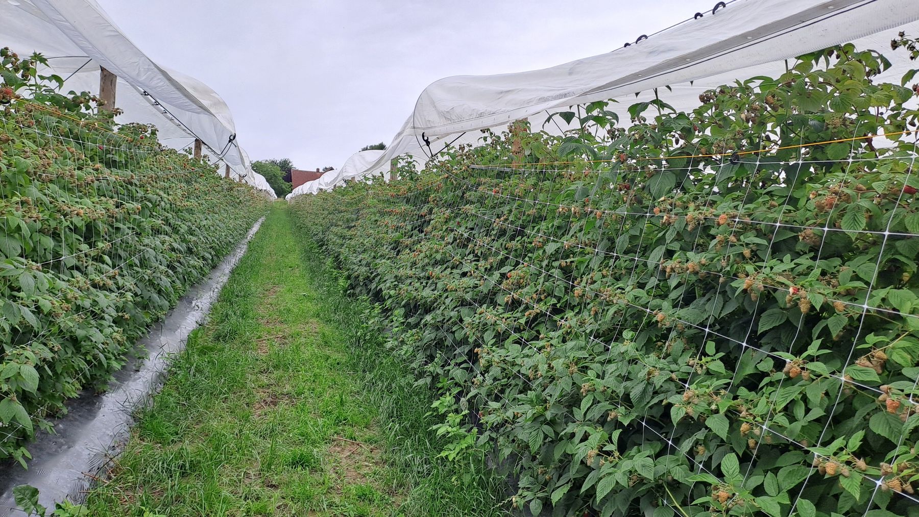 Himbeeren - Anlage.jpg © LK Steiermark