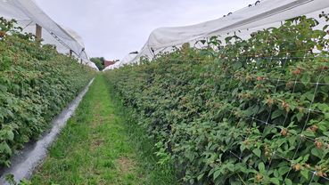 Himbeeren - Anlage.jpg © LK Steiermark