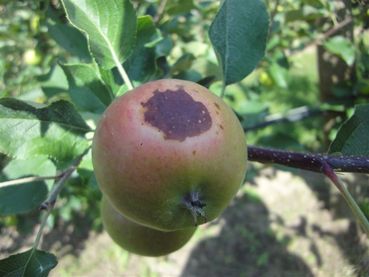 Sonnenbrand Apfel.jpg © LK Steiermark