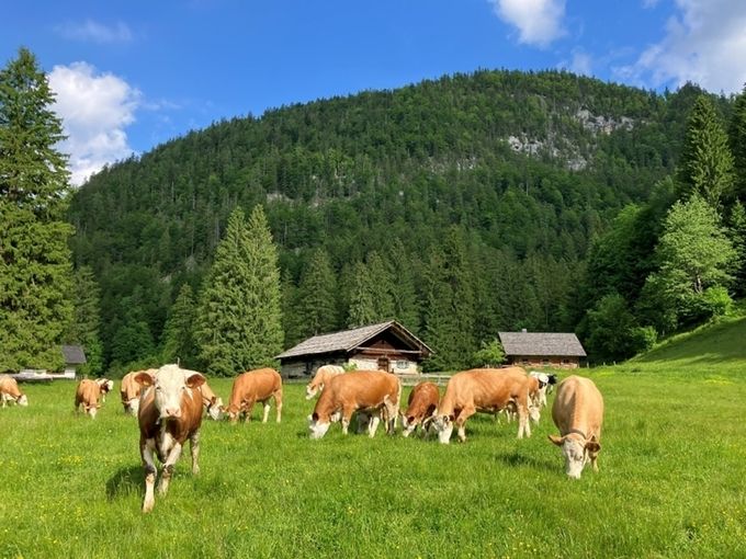 Foto Land OOE Ischlstoeger_Rettenbachalm_Rinder Almboden.jpg © Land OÖ/Ischlstöger
