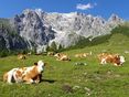 Kuh auf Alm@AdobeStock_374671233 © stock.adobe.com
